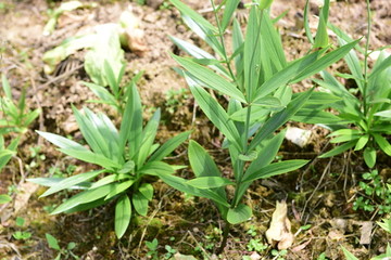 贝母药材