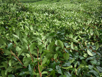 茶园枝条