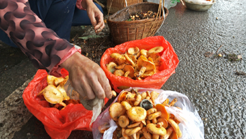 枞树菌美食