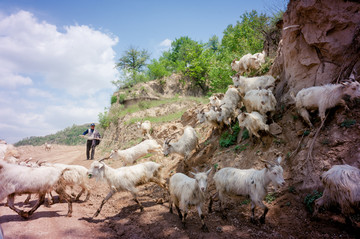 陕北牧羊