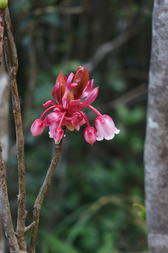 吊钟花