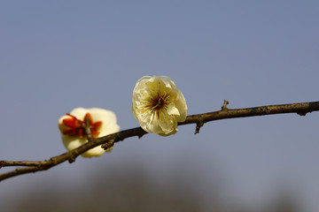 白梅花