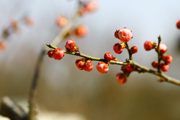 红梅花苞