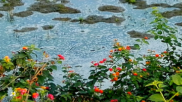 池塘野花