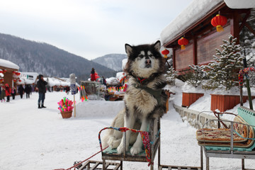 雪乡全景 中国雪乡 雪乡 狗