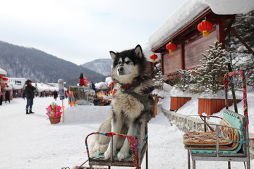 雪乡全景 中国雪乡 雪乡 狗