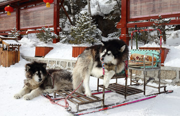 雪乡全景 中国雪乡 雪乡 狗