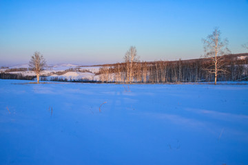 冬季雪原白桦树