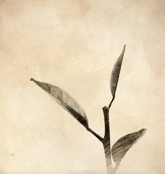 茶葉 素描