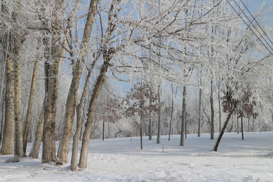 雾凇 雪地 树林