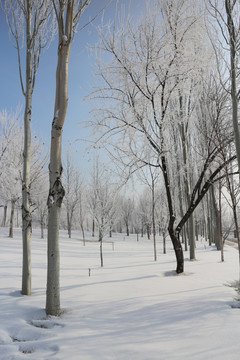 雾凇 雪地 树林