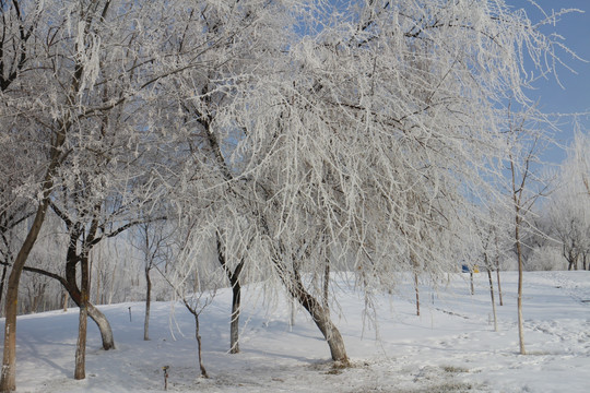 雾凇 雪地 树林