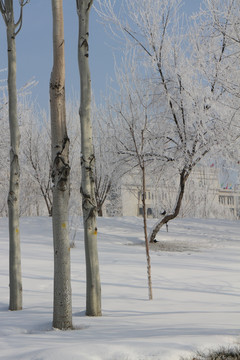 雾凇 雪地 树林