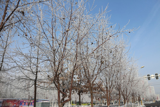 雾凇 雪地 树林