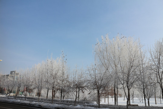 雾凇 雪地 树林