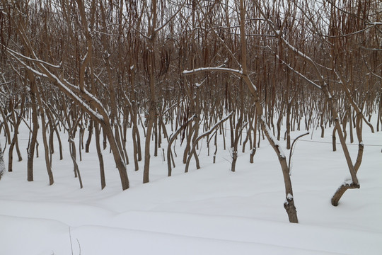 雾凇 雪地 树林