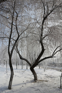 雾凇 雪挂 树林