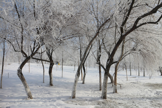 雾凇 雪挂 树林