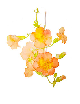 水彩 手繪 花卉