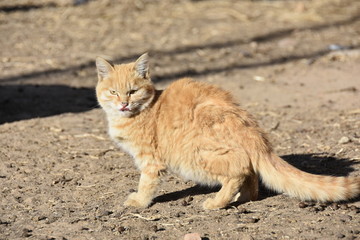 黄色猫咪