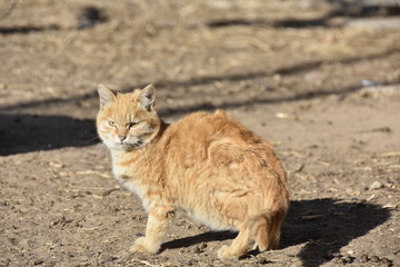 小猫咪