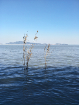 千岛湖芦苇