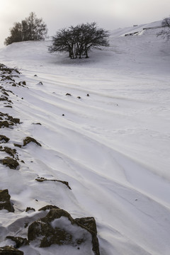 雪地上的孤树