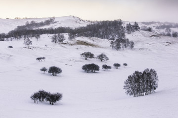 雪原