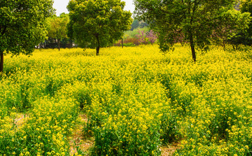 油菜花