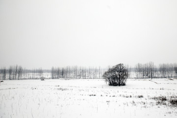 雪原