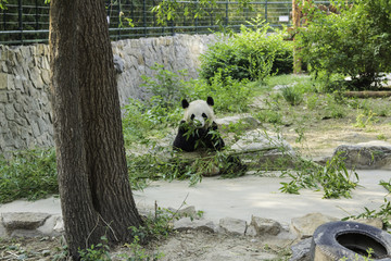 北京動物園熊貓
