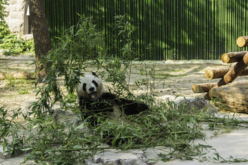 北京動物園熊貓