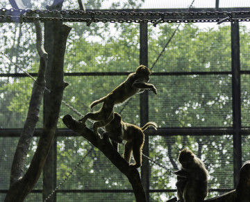 北京動物園 猴
