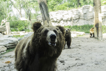 北京動物園 熊