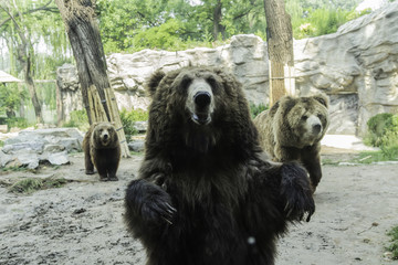 北京動物園熊