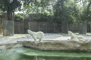 北京動物園 北極熊