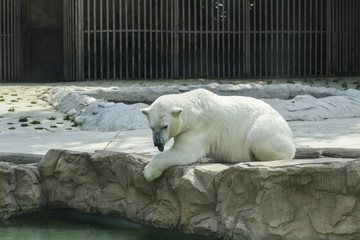 北京動物園北極熊