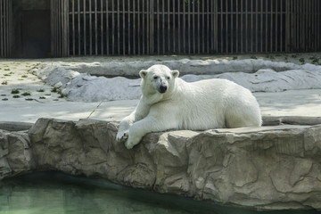 北京动物园 北极熊
