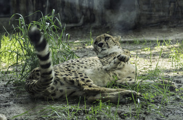 北京動物園獵豹