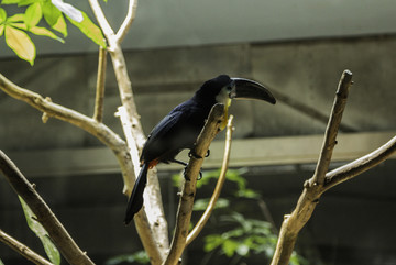 北京动物园巴西鸟