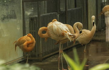北京動物園火烈鳥