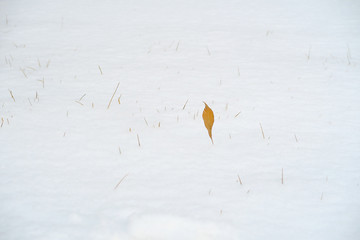 冬季景色 雪中枝叶