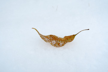 雪中枯叶