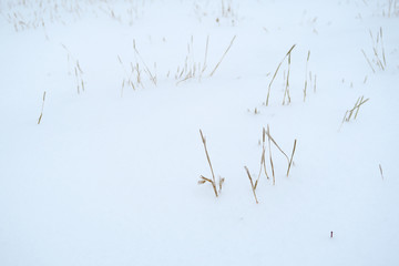 雪中小草