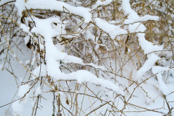 冬季雪景 大雪压枝