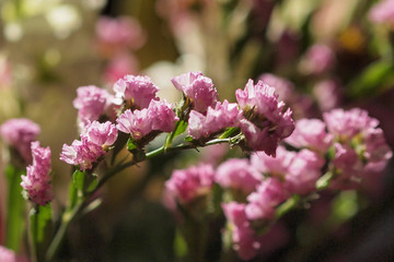 勿忘我 小花 特写