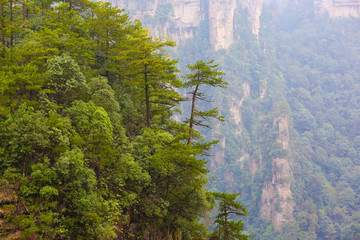 山林 树林