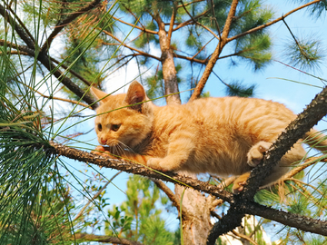 树上的小猫