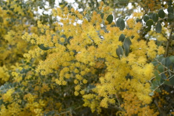 相思树黄色花朵