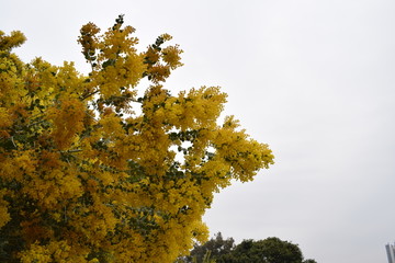 相思树花朵